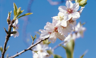 Escapade au Portugal : L’Algarve au temps des arbres en fleurs