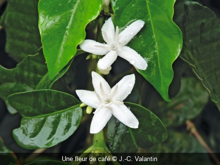 Une fleur de café J.-C. Valantin