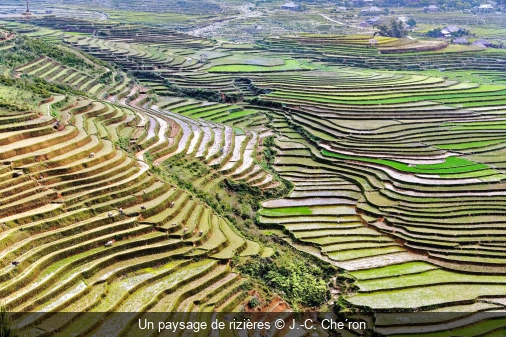 Un paysage de rizières J.-C. Che´ron