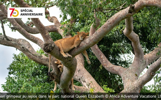 Lion grimpeur au repos dans le parc national Queen Elizabeth Africa Adventure Vacations Ltd