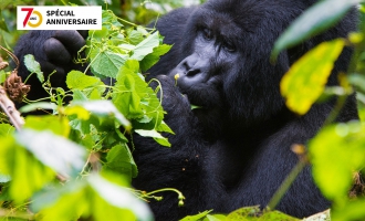 Ouganda, perle de l’Afrique