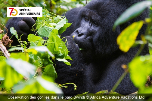 Observation des gorilles dans le parc Bwindi Africa Adventure Vacations Ltd