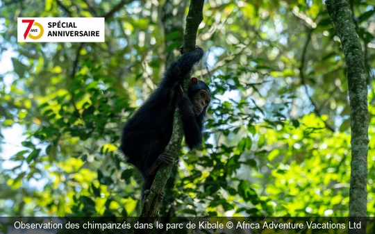 Observation des chimpanzés dans le parc de Kibale Africa Adventure Vacations Ltd