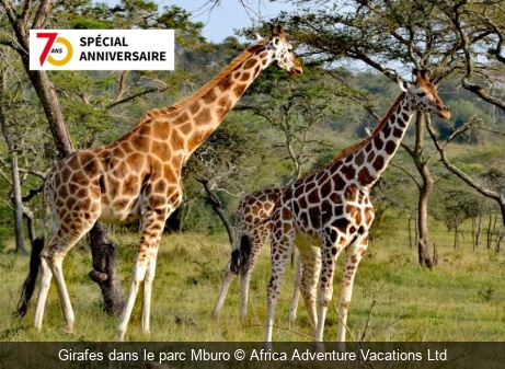 Girafes dans le parc Mburo Africa Adventure Vacations Ltd