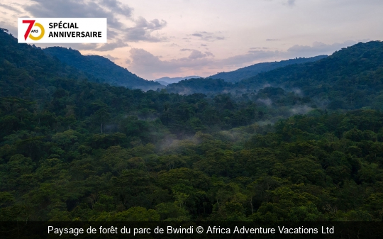 Paysage de forêt du parc de Bwindi Africa Adventure Vacations Ltd