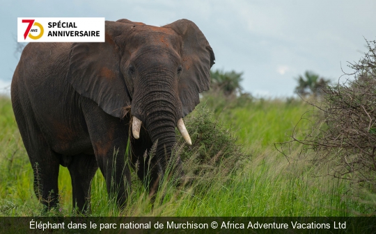 Éléphant dans le parc national de Murchison Africa Adventure Vacations Ltd