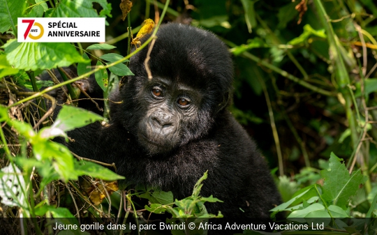 Jeune gorille dans le parc Bwindi Africa Adventure Vacations Ltd