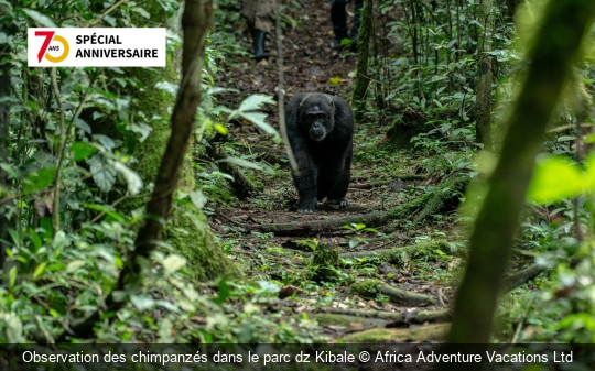 Observation des chimpanzés dans le parc dz Kibale Africa Adventure Vacations Ltd