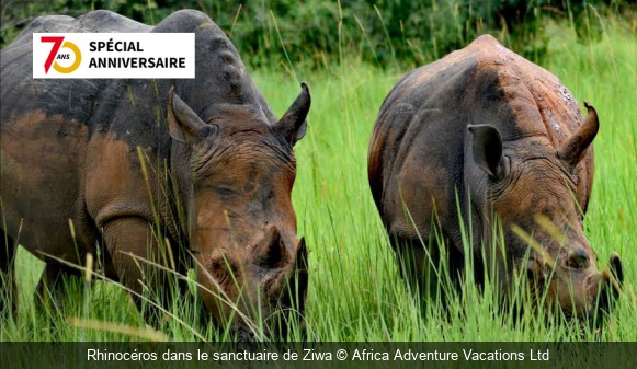 Rhinocéros dans le sanctuaire de Ziwa Africa Adventure Vacations Ltd