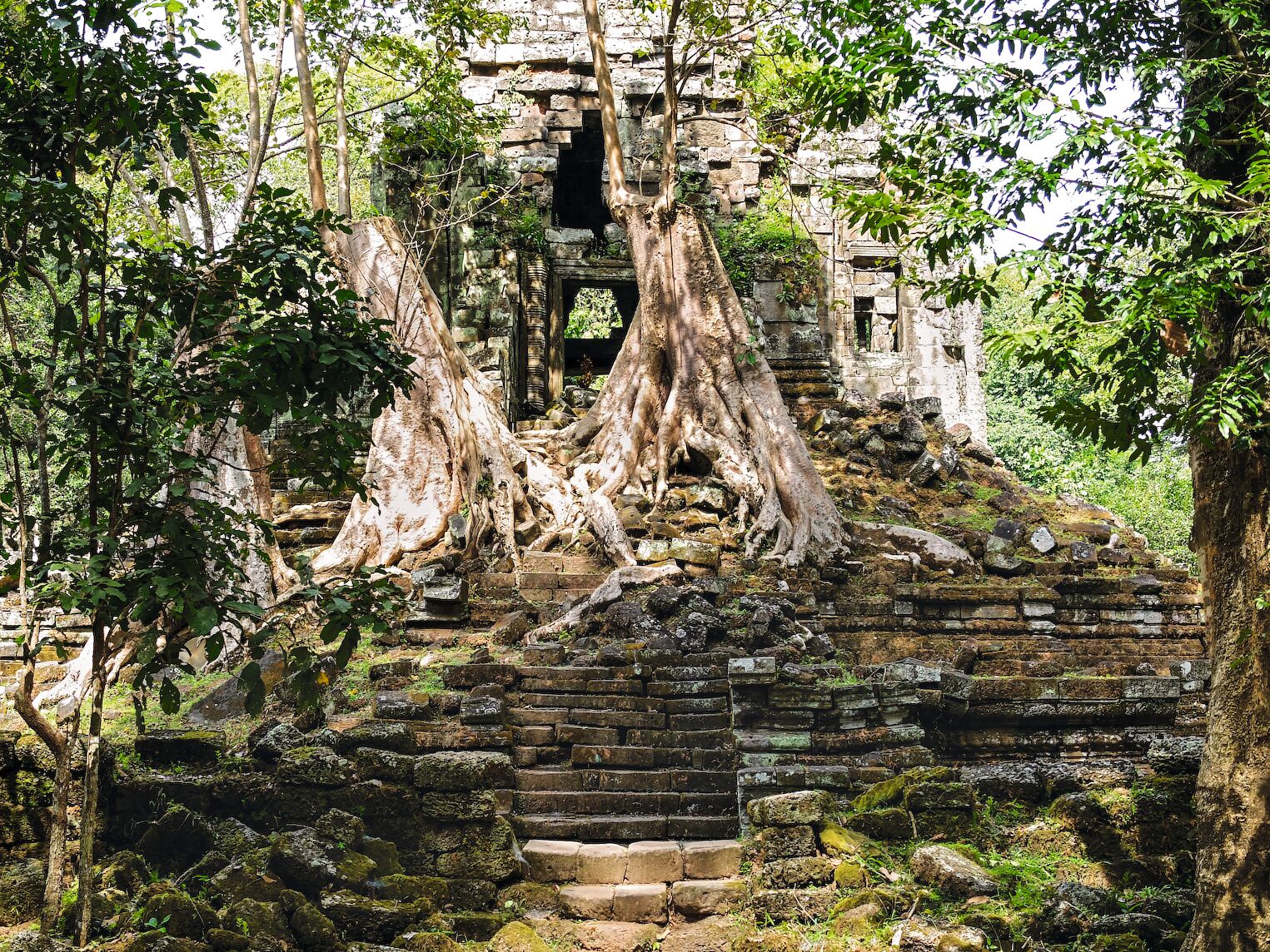 Les ruines d’Angkor envahies par la végétation