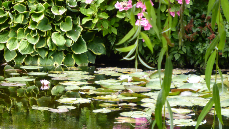 Le jardin de Monet à Giverny, en France