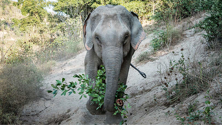 Un des éléphants du sanctuaire Mekong Elephant Park