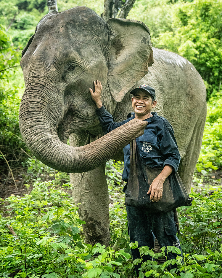 Le Mekong Elephant Park : un sanctuaire pour les éléphants du Laos ...