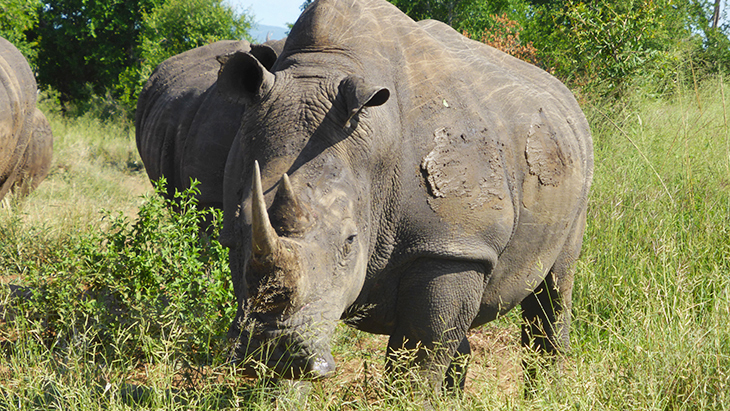 Rhinocéros en Afrique du Sud