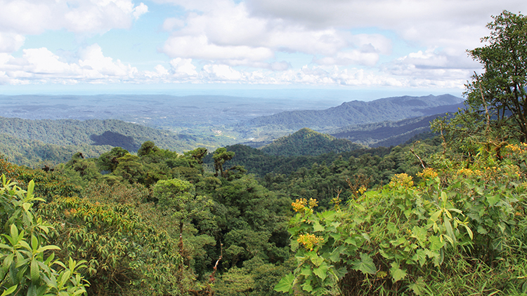 La forêt amazonienne, en Équateur