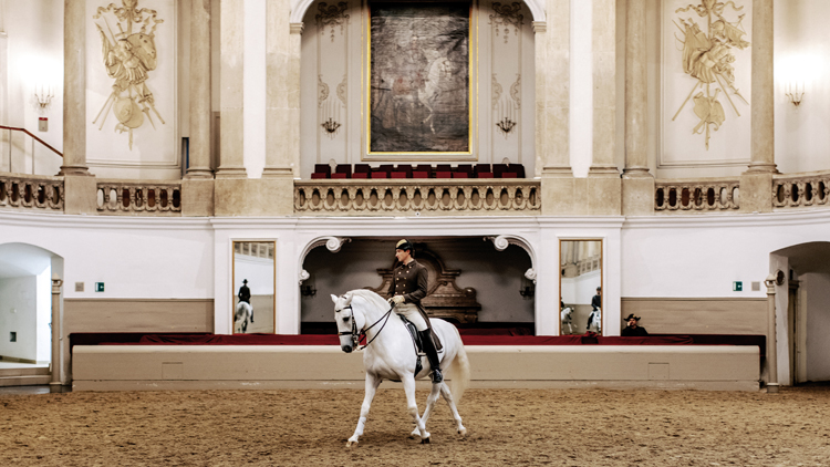 Lipizzan de l’École d’Équitation espagnole de Vienne