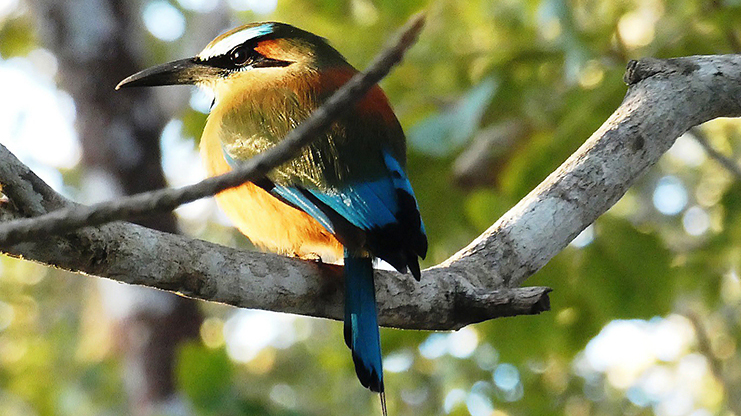 Motmot à sourcils bleus, oiseau du Costa Rica