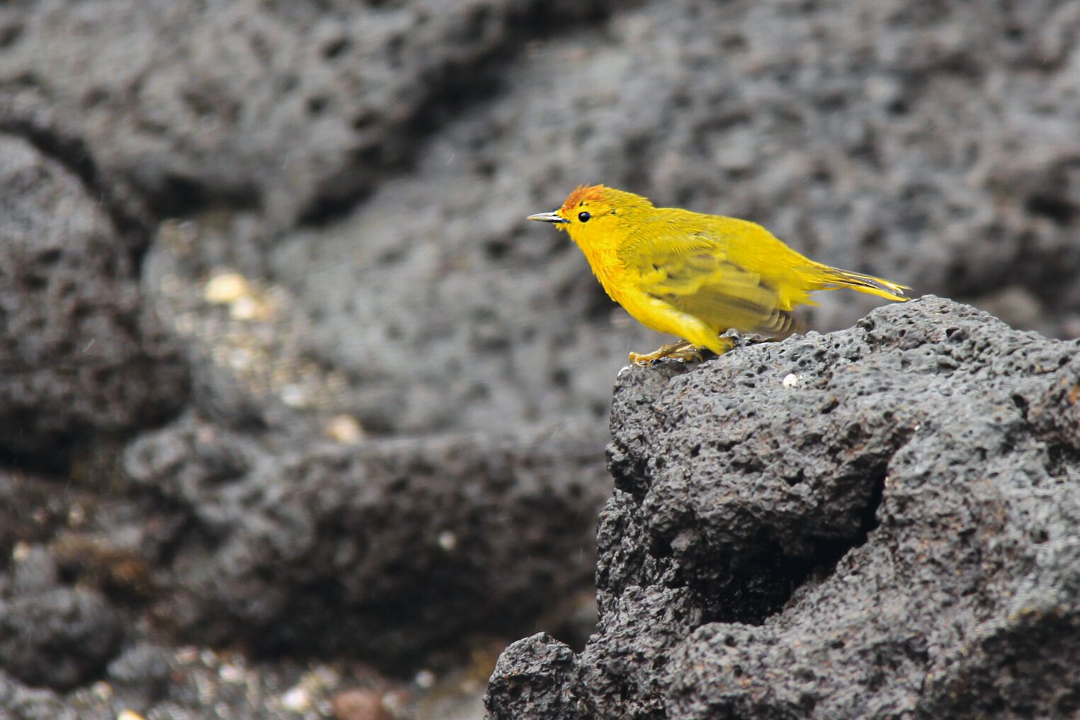 Fauvette jaune aux Galápagos